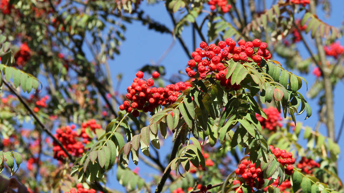 Kuvassa pihlajamarja oksia sinistä taivasta vasten.