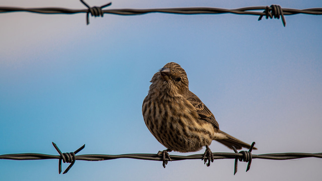 Lintu piikkilanka-aidalla.
