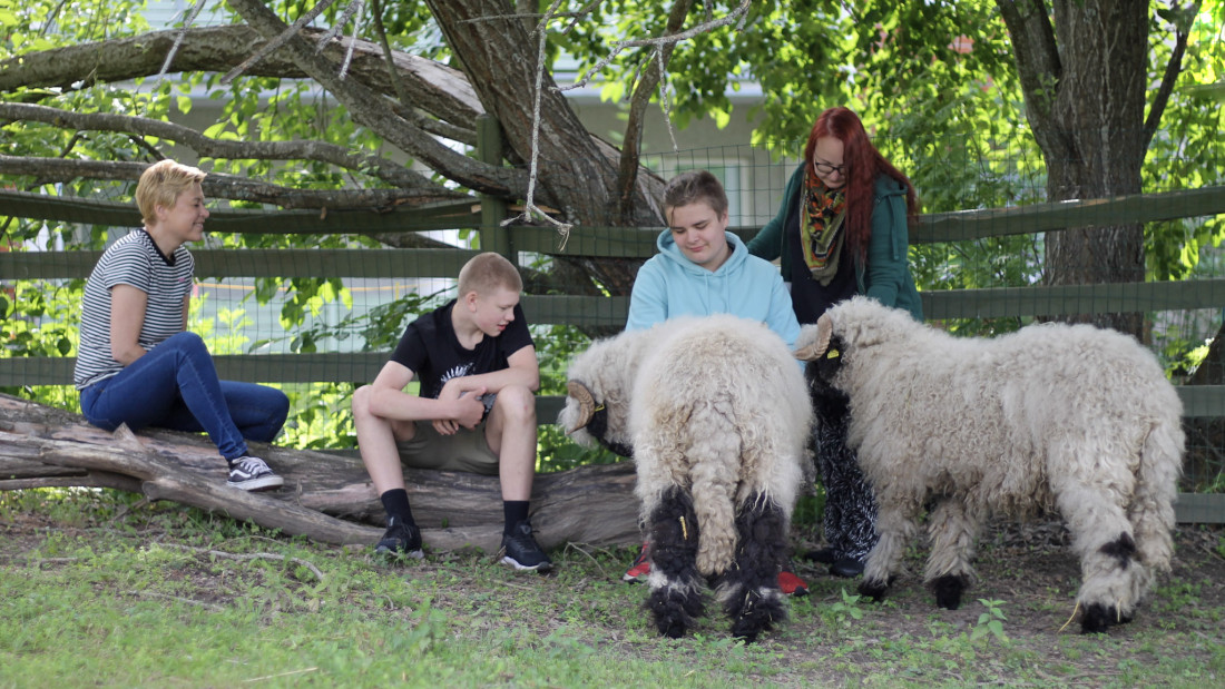 Neljä ihmistä kahden lampaan seurassa.