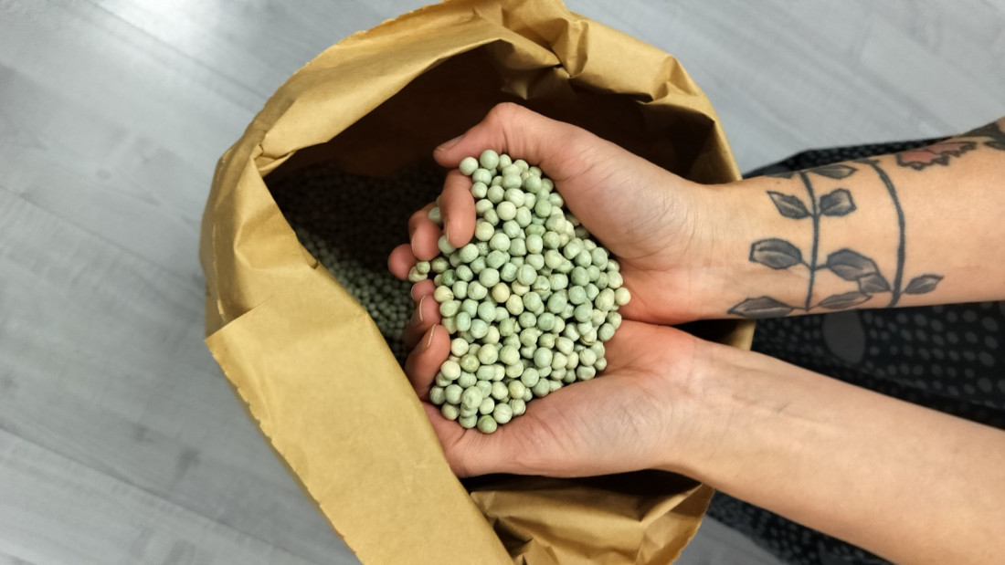 Kädet pitelevät kukkurakourallisia kuivattuja herneitä.