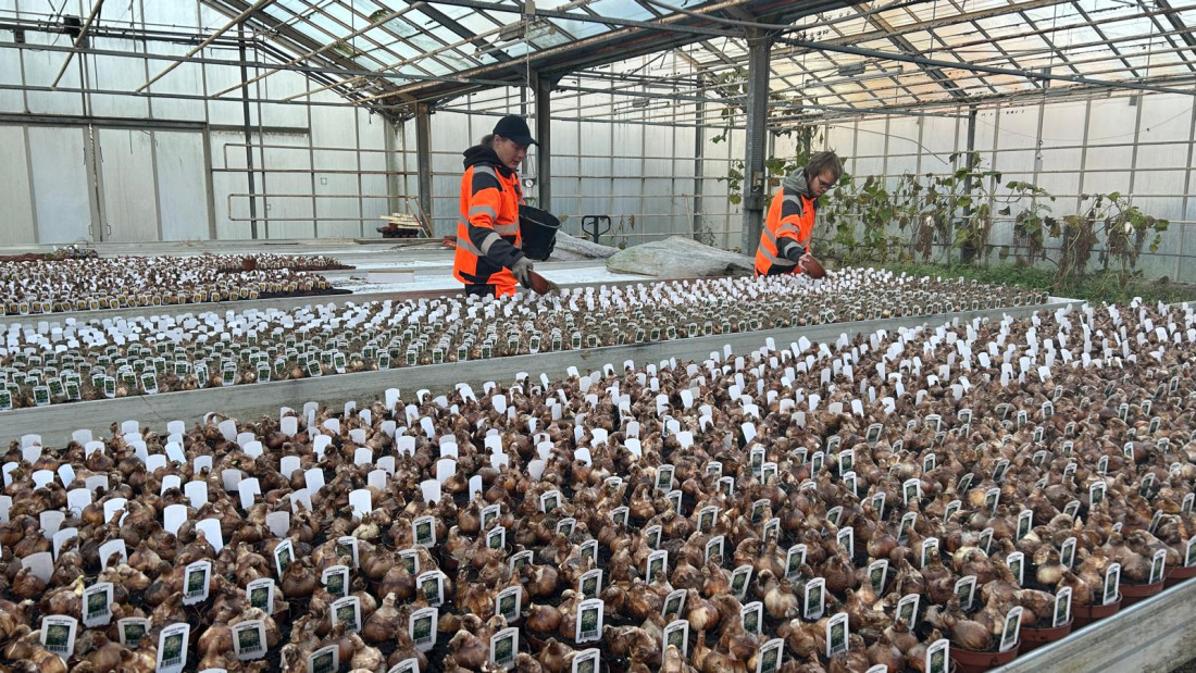 Kaksi henkilöä työskentelee kasvihuoneella jossa paljon kasvipurkkeja.