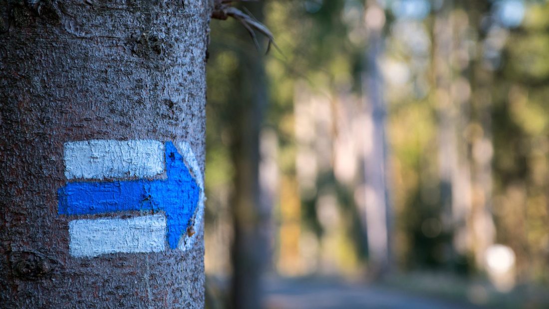 Kuvassa puu, johon maalattu sininen nuoli valkoisella pohjalla.
