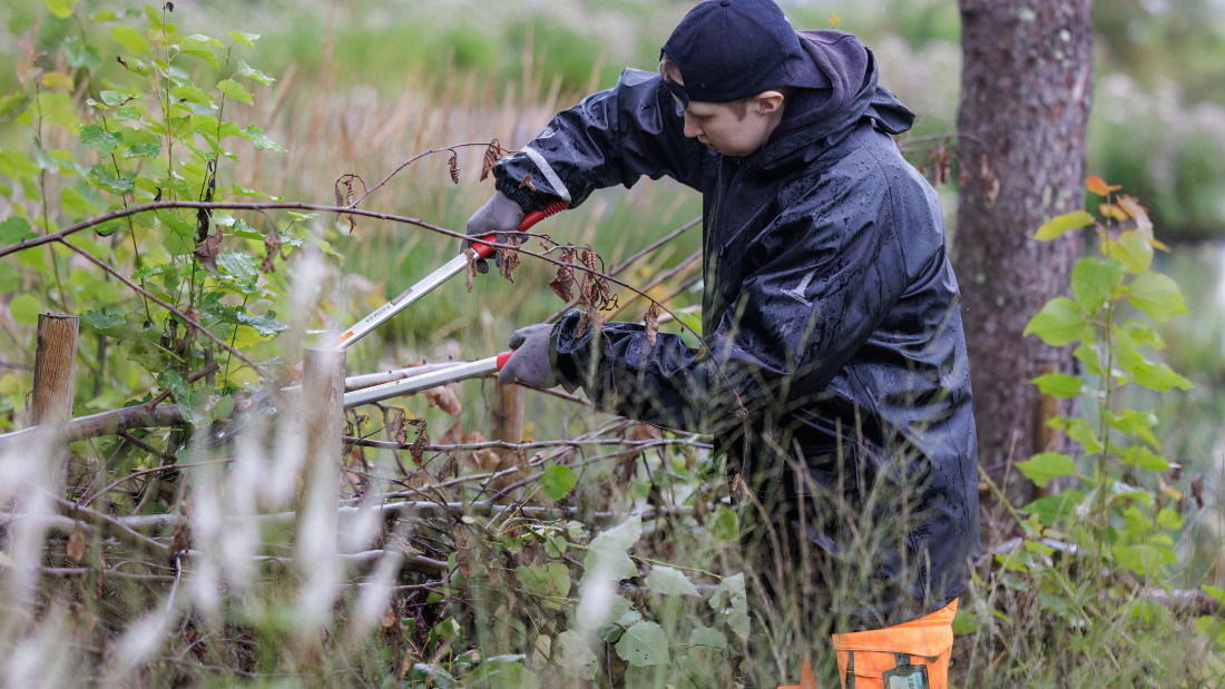 Opiskelijapoika leikkaa ylikasvanutta pensasta.