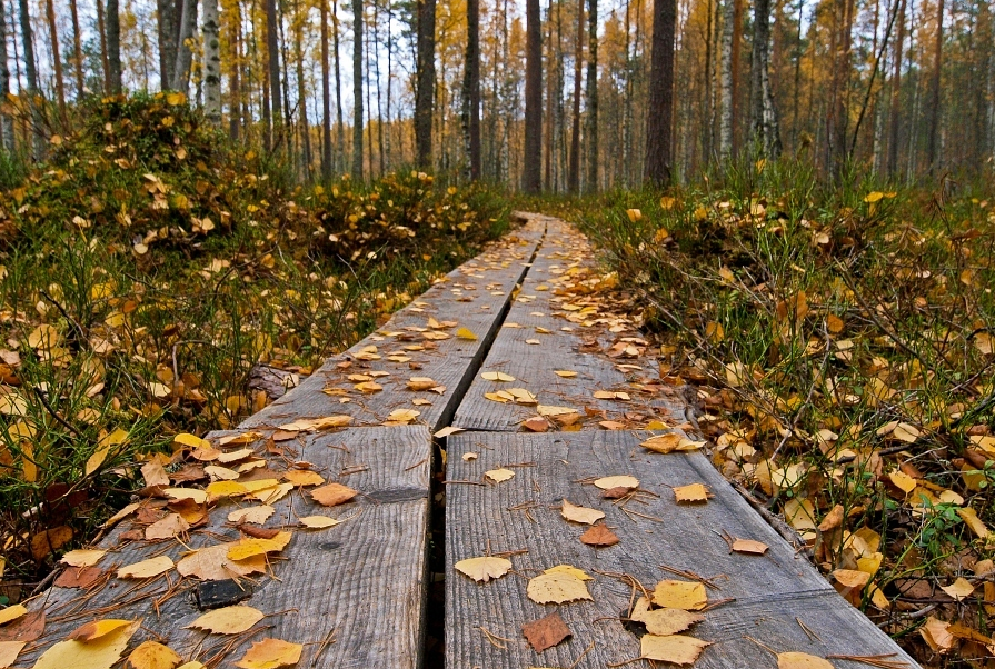 Pitkospuupolku syksyisessä metsässä.