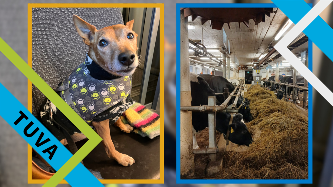 TUVA-otsikkokuva, jossa vierekkäin koiran kuva ja navettakuva.