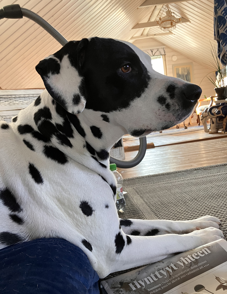 Dalmatialainen.