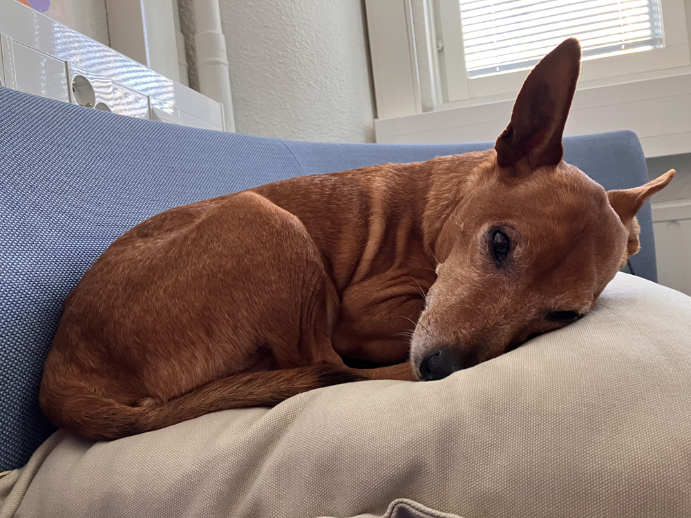 Koira nukkuu kerällä.