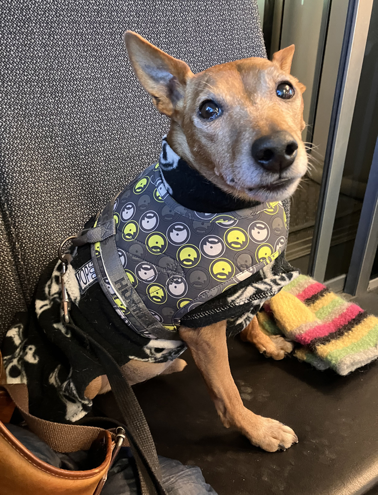 Koira matkustaa penkillä takki päällä.