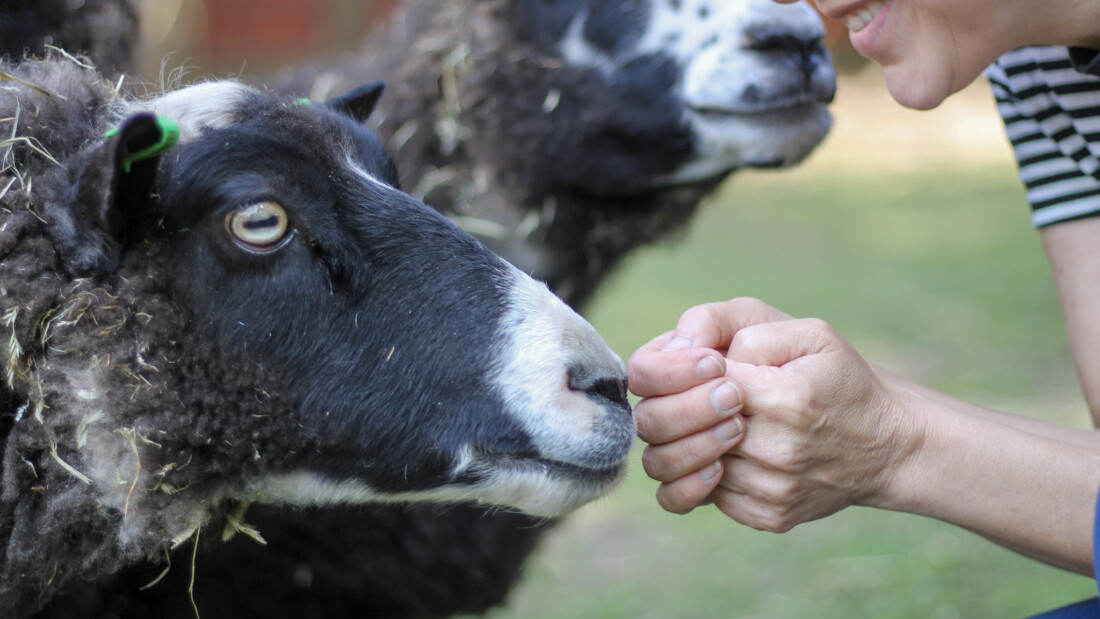 Henkilö ruokkii kädestä mustavalkoista lammasta ulkona vihreällä nurmella, taustalla toinen lammas.